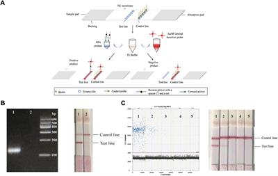 Advances in the use of nanomaterials for nucleic acid detection in point-of-care testing devices: A review